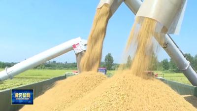 在希望的田野上｜“候鸟”南繁三千里 十载育种稻满仓