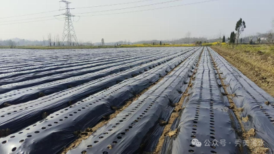 沃野竞秀铺新绿  ——我市科学使用回收地膜实现生态与经济双丰收