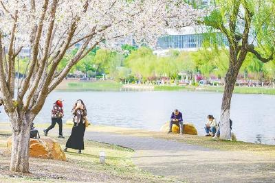 落樱缓扫待其归 西北湖畔铺就“花瓣地毯”