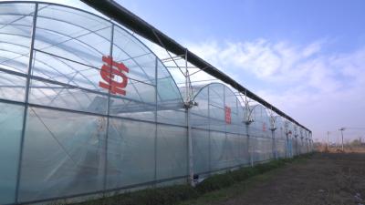 黄州：小蓝莓撬动大产业