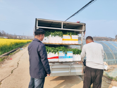 育苗+种菜，团风县总路咀镇总路咀村走出产业致富“双车道”