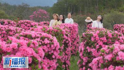 春约黄冈︳杜鹃天堂花似海 罗田春色引客来