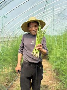 上巴河镇新河村发展芦笋产业拓宽致富路