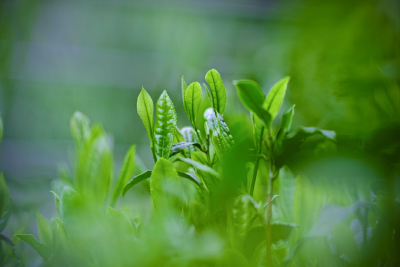 湖北省“绿书签行动”海报设计大赛获奖名单公布  黄冈市5名创作者上榜