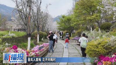 春约黄冈︳春风入黄梅 花开问梅村