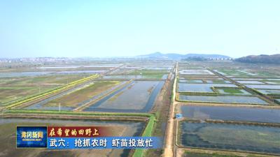 在希望的田野上丨 武穴：抢抓农时 虾苗投放忙