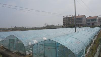 黄州区：春日大棚绿意浓 果蔬飘香促增收