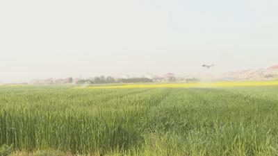 在希望的田野上丨武穴：“一喷三防”护麦田 精准防控保丰收