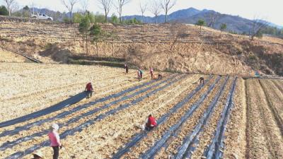 聚力支点建设 推进项目攻坚丨 春山飘茶香 英山十个茶产业重点项目加速落地