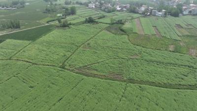 在希望的田野上丨黄冈： 田头地头送技术 聚智油菜“提单产”