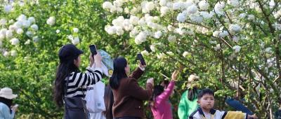 春天的黄冈简直夯爆  一场说走就走的花事直播即将上线