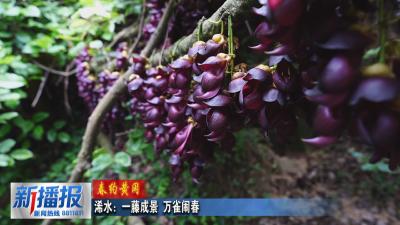 春约黄冈︳浠水：一藤成景 万雀闹春
