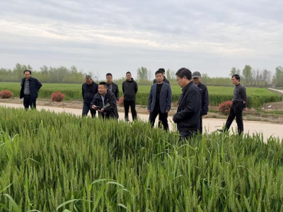 省市专家联合开展科技服务助力我市夏粮丰收