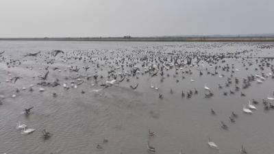 我市各地开展“爱鸟周”主题宣传活动