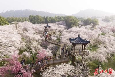 武汉：中国“城市春光”第一城