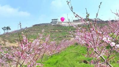 桃花好看，更有文化可品——一朵桃花背后的“致富账”