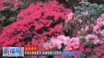 春约黄冈︳早赏杜鹃春意浓 麻城龟峰山迎客来
