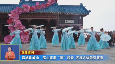 花漾黄冈｜ 麻城龟峰山：高山花海“演”起来 沉浸式体验引客来