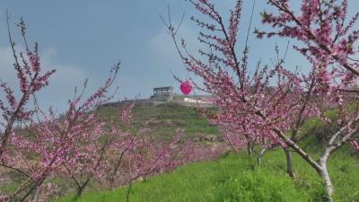 花漾黄冈｜团风：一朵桃花的致富路
