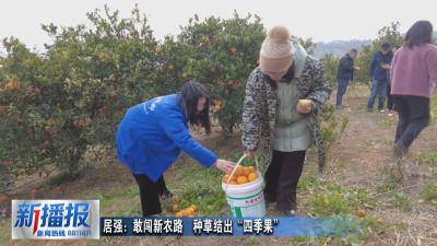 黄冈人黄冈事︳居强：敢闯新农路  种草结出“四季果”