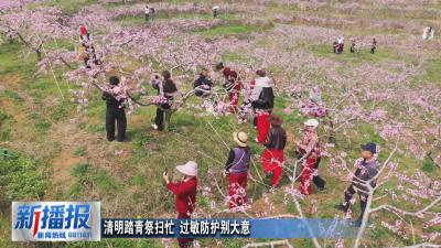 生活小贴士︳清明踏青祭扫忙 过敏防护别大意