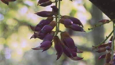 花漾黄冈丨 浠水：禾雀花盛开 喜迎“铁三”健儿