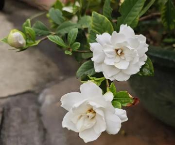 复耕一亩地 增收一方人 ——百丈咀社区栀子花产业盘活撂荒地