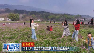 春约黄冈︳罗田北丰：紫云英花海迎客来 农文旅融合促振兴