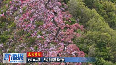 春约黄冈｜英山天马寨：五彩杜鹃盛放迎客