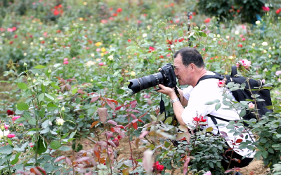 花未全开客已至 牛车河东岳花海盛装迎五一
