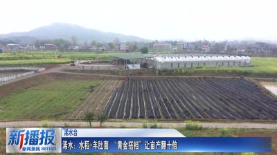 一年之计在于春｜ 浠水：水稻+羊肚菌 “黄金搭档”让亩产翻十倍