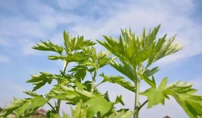 刘河镇提档升级蕲艾产业