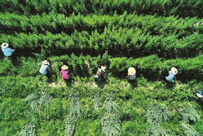 聚力抓项目 倾心优服务  蕲春以实干实绩助推高质量发展