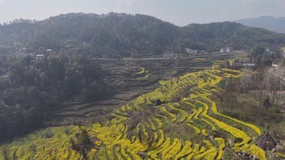 花漾黄冈｜罗田：春日梯田美如画  绘就生态富民景