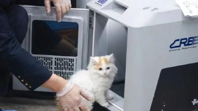 高铁宠物托运再升级 “爱宠行”服务4月8日起上线