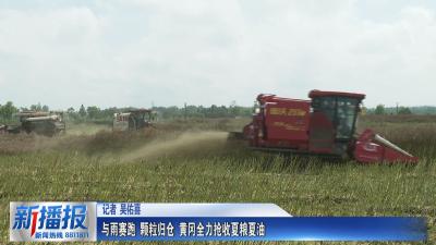 与雨赛跑 颗粒归仓 黄冈全力抢收夏粮夏油