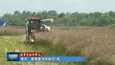 在希望的田野上｜ 黄冈：夏粮夏油抢收近9成