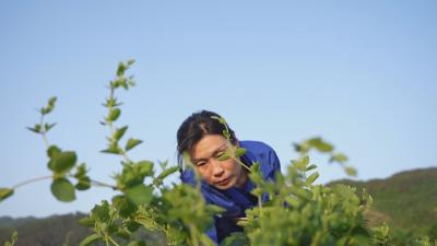 奋进火红五月 礼赞劳动荣光丨温鸳：扎根大别山的“金银花匠人”
