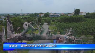 黄州区：采摘经济激活乡村振兴新活力