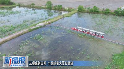从餐桌到田间 小龙虾带火夏日经济