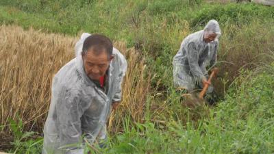 抢农时 战阴雨 保夏收  ——武穴全力护航夏粮颗粒归仓 
