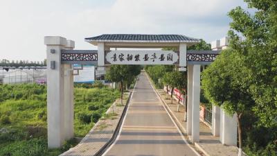 黄州区：桑葚飘香引客来  采摘经济绘就乡村振兴新图景