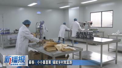 蕲春：小小桑葚果 铺就乡村致富路