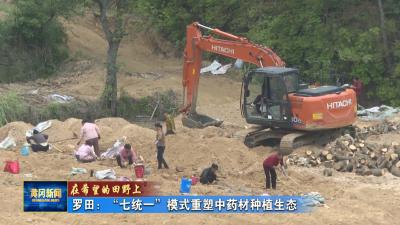 在希望的田野上｜ 罗田：“七统一”模式重塑中药材种植生态