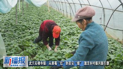 武穴石佛寺镇：从草莓“红”到苕尖“绿” 激活乡村振兴新引擎