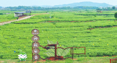 蕲春县漕河镇大河口社区党建赋能集体经济——  盘活闲置资源 打造特色名片
