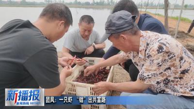 团风：一只虾 “钳”出共富路