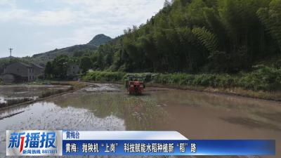 黄梅：抛秧机“上岗” 科技赋能水稻种植新“稻”路
