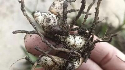 林下仿野生种植巧解“林药矛盾”  罗田道地药材综合产值突破30亿元