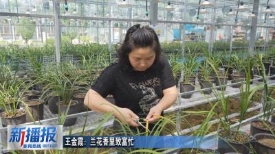黄冈人黄冈事｜王金霞：兰花香里致富忙